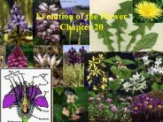 Evolution of the Flower Chapter 20