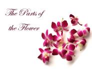 The Parts of