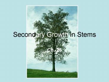 Secondary Growth in Stems