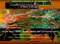 Spermatogonial stem cells (A Basic Concept) PowerPoint PPT Presentation