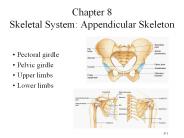 Chapter%208%20Skeletal%20System:%20Appendicular%20Skeleton