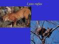 Lynx rufus PowerPoint PPT Presentation