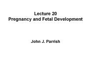 Lecture 20 Pregnancy and Fetal Development