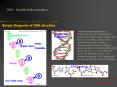 DNA : Double Helix formation PowerPoint PPT Presentation