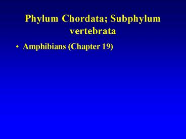 Phylum Chordata Subphylum vertebrata