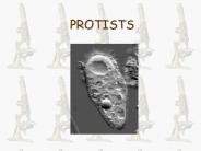 PROTISTS