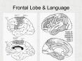 Frontal Lobe PowerPoint PPT Presentation