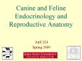 Canine and Feline Endocrinology and Reproductive Anatomy PowerPoint PPT Presentation