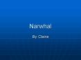 Narwhal PowerPoint PPT Presentation