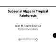 Subaerial Algae in Tropical Rainforests PowerPoint PPT Presentation