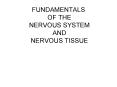 FUNDAMENTALS OF THE NERVOUS SYSTEM AND NERVOUS TISSUE PowerPoint PPT Presentation