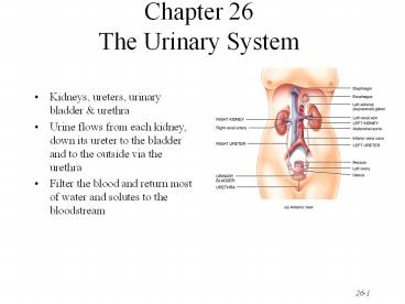 Chapter 26 The Urinary System