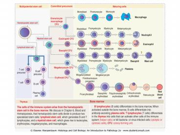 Table 101' Cells participating in immune reactions