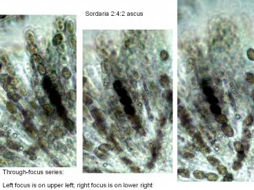 Sordaria%202:4:2%20ascus
