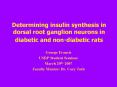 Determining insulin synthesis in dorsal root ganglion neurons in diabetic and nondiabetic rats PowerPoint PPT Presentation