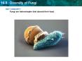 KEY CONCEPT Fungi are heterotrophs that absorb their food' PowerPoint PPT Presentation
