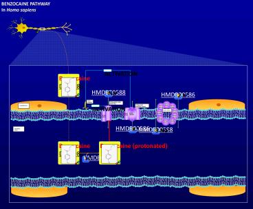 Benzocaine protonated