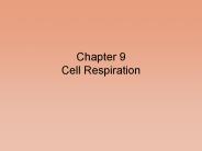Chapter 9 Cell Respiration
