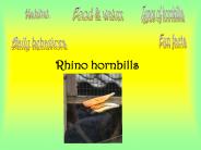 Rhino hornbills