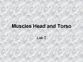 Muscles Head and Torso PowerPoint PPT Presentation