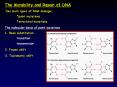 The Mutability and Repair of DNA PowerPoint PPT Presentation