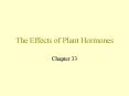 The Effects of Plant Hormones PowerPoint PPT Presentation