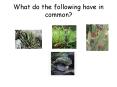 What do the following have in common? PowerPoint PPT Presentation