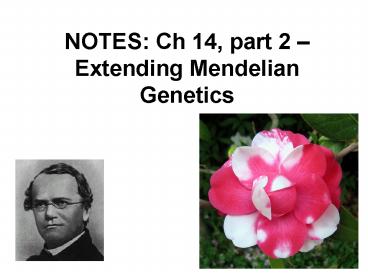 NOTES: Ch 14, part 2 Extending Mendelian Genetics