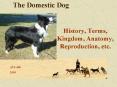 The Domestic Dog PowerPoint PPT Presentation