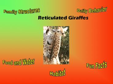 Reticulated Giraffes
