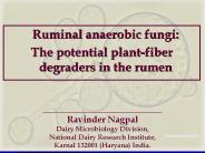 Ruminal anaerobic fungi: