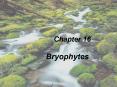 Chapter 16 Bryophytes PowerPoint PPT Presentation