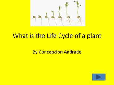 What is the Life Cycle of a plant