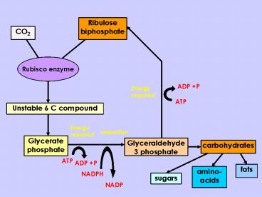 Ribulose biphosphate
