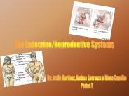 The Endocrine/Reproductive Systems