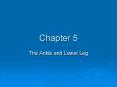 The Ankle and Lower Leg PowerPoint PPT Presentation