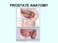 PROSTATE ANATOMY PowerPoint PPT Presentation
