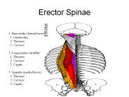 Erector Spinae