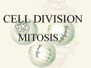 CELL%20DIVISION