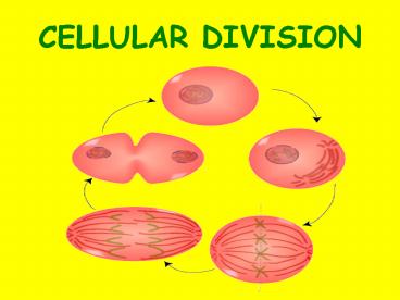 CELLULAR DIVISION