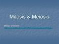Mitosis PowerPoint PPT Presentation