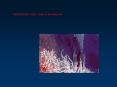 Hydrothermal vents: oases in the deep sea PowerPoint PPT Presentation