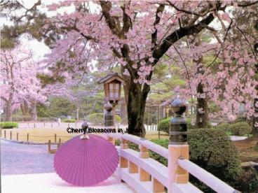 PPT – Cherry Blossoms in Japan PowerPoint presentation | free to view ...