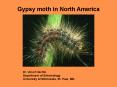 Gypsy moth in North America PowerPoint PPT Presentation