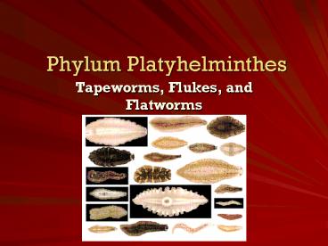 Phylum Platyhelminthes