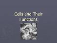 Cells and Their Functions PowerPoint PPT Presentation