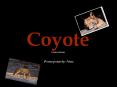 Coyote Canis latrans PowerPoint PPT Presentation