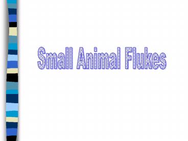 Small Animal Flukes