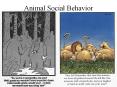 Animal Social Behavior PowerPoint PPT Presentation