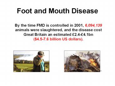 Foot and Mouth Disease